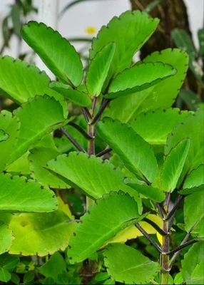 10. Jamaica Leaf of Life Fresh Loose Leaf Cuttings Kalanchoe pinnata Cathedral  - Image 1 of 4