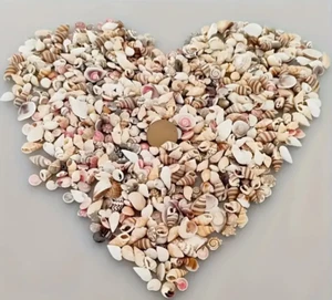 200+ pcs Natural Conch Shell Beads, 0.2~0.5" Mini Seashells DIY Home Decoration - Picture 1 of 3