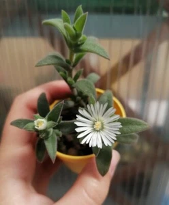 Mesembryanthemum Nodiflorum Succulenta Cactus - Foto 1 di 3