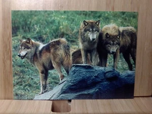 San Diego Zoo🏆TIMBER WOLF 1993 Cardz  #46 Trading Card🏆FREE POST - Picture 1 of 2