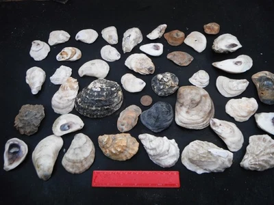 job lot of N.Wales oyster shells,crafting etc - Image 1 of 4