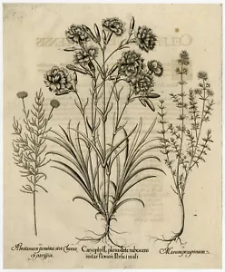 Rare Antique Master Print-CARNATION-THYMUS-LAVENDER-Besler-Custos-1713 - Picture 1 of 1