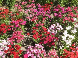 1000 Samen Niedrige Bartnelke Mix Bartnelken Indianerteppich - Dianthus barbatus - Bild 1 von 3