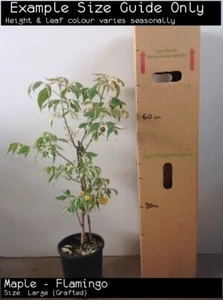 Maple - Flamingo Tree Plant (Grafted) - Picture 1 of 5
