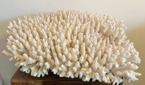 XL (10.3 lbs) natural white brush saltwater branch coral specimen 16X13X6" - Picture 1 of 15