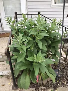 12 (1/2" to 1" Long) Comfrey (bocking 14) Root Cuttings - Picture 1 of 5