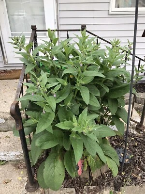 12 (1/2" a 1" de largo) consuelda (bocking 14) esquejes de raíz Foto 1 de 4