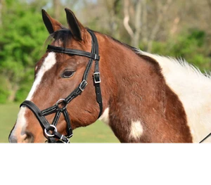 BRIDA Y RIENDAS sin mordazas TAMAÑO CABALLO Cualquier Color SIDEPULL Hecho con Beta Biotano - Imagen 1 de 8