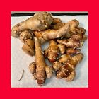 US SELLER - 5.5 oz FRESH Kaempferia Galanga-Kencur-Indian galingale-Rhizomes