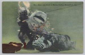 Diver and Shark Goliath Grouper Marineland St. Augustine FL Florida Postcard - Picture 1 of 4