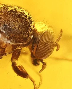 AMAZING Detail Simuliidae (Black Fly), Fossil Inclusion in Baltic Amber - Picture 1 of 4
