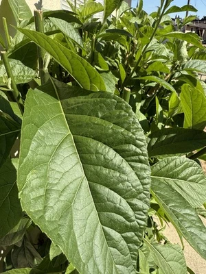 HOMEMADE Freshly picked Bitter Leaf- Ewuro / Onugbu /Katu : Vernonia amygdalina