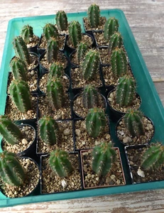Kakteen Echinopsis Tr-SP Pfropfunterlage - Bild 1 von 2