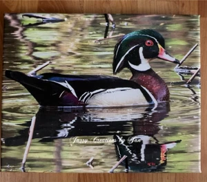 HOLZENTE LEINWANDBILD NATUR LEINWANDBILD WOODEN DUCK PHOTO ENTE - Bild 1 von 1