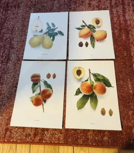 Vintage 4 Fruit Book Plates 8 1/2 x 12" 1900s Hedrick Prints - Picture 1 of 3
