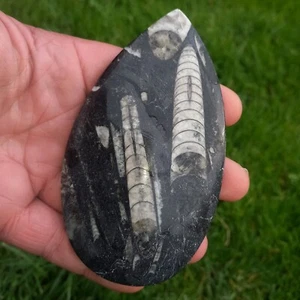 Orthoceras Marokko Poliert 12,5cm Fossiler Tintenfisch Fossil Winter Garten Zen - Bild 1 von 2