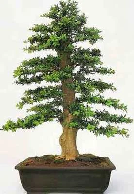 35 Common Box seeds (buxus sempervirens) tree seeds that can be used for bonsai. - Image 1 of 2