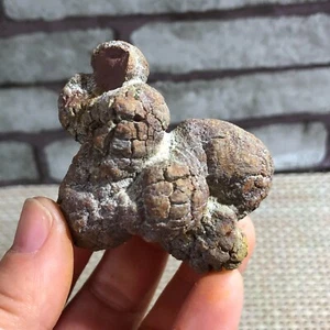 Muestras minerales ásperos estiércol dinosaurio coprolito estiércol 100 g d196 - Imagen 1 de 11