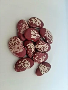 10 Painted Big Bean Seeds Non GMO Fast Growing Delicious Free Shipping - Picture 1 of 4