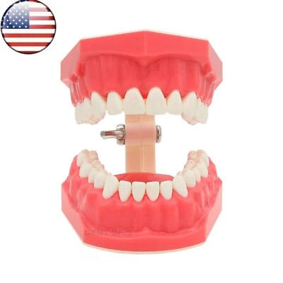 US Dental Typodont Standard 1:1 Brushing Flossing Practice Teeth Model M7010-1 - Image 1 of 4