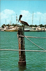 Favorite bird inhabitant Pelican sitting on post over water FLORIDA POSTCARD D17 - Picture 1 of 2