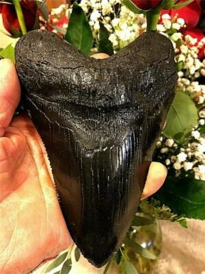 HUGE megalodon tooth  replica  7"   PLUS A FREE RECORD SIZED  GREAT WHITE TOOTH! - Image 1 of 4