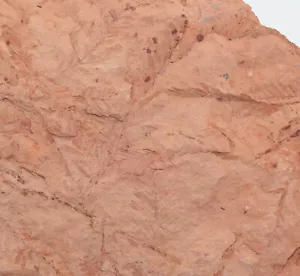 Foglie, Metasequoia glyptostroboides, Terziario, Paleocene, Wyoming, USA-eb8883 - Foto 1 di 5