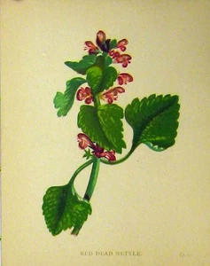 Planta Flor Ortiga Muerta Roja Estampado Antiguo Original C1880 Color Botánico - Imagen 1 de 1