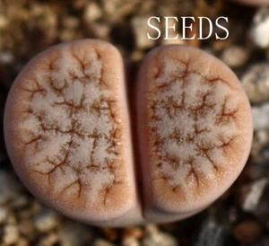SEEDS- Lithops gracilidelineata C309 20seeds - Picture 1 of 2