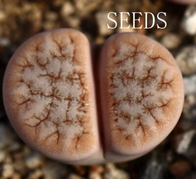 SEEDS- Lithops gracilidelineata C309 20seeds - Image 1 of 2