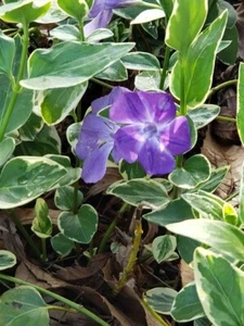 PERIWINKLE Easy to grow Perennial Blooms Purple every Spring: Runner - Picture 1 of 3