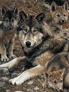 WOLF UND WELPEN - 3D BILDDRUCK 300mm x 400mm - Bild 1 von 2