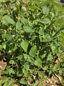 LIVE Catnip Young Plant~Nepeta Cataria~Natural/Organic Perennial Herb*4" Pot - Picture 1 of 2