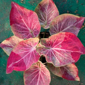 Caladium Buasawan 1 Bombilla Oreja de Elefante Corazón de Jesús Alas de Ángel Tailandia - Imagen 1 de 6