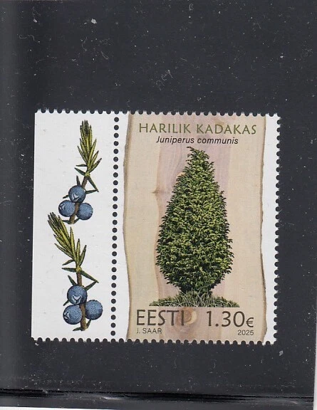 ESTONIA 2025 - Estonian forest trees- common Juniper  (10.04.2025) - Image 1 of 1