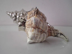 Shankha Silver superpuesto montado concha marina trapecio caballo caracola concha - Imagen 1 de 24