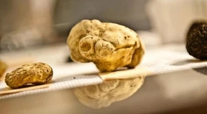 70 Gramm weißer Alba-Trüffel. Ein hochgeschätzter frischer italienischer weißer - Picture 1 of 8