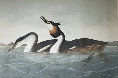 Audubon 1860 Crested Grebe ~ Grande Antiguo Bien Edición Impresión Original Foto 1 de 4