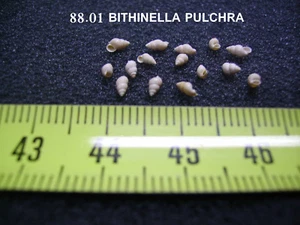 088.01 B - BITHINELLA PULCHRA - LOT DE 5 - FOSSILE DU BASSIN PARISIEN - Afbeelding 1 van 1