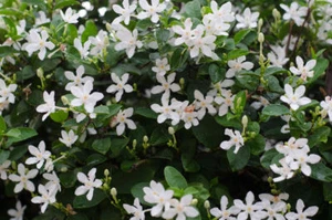 SAMEN exotische Blüten Rarität Saatgut seltene Garten Balkon Pflanze JASMIN - Bild 1 von 1