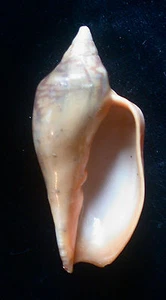 seashell Zidona dufresnei affinis 85 mm F++ - Imagen 1 de 3