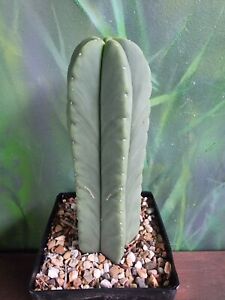 Tricho Scop Spinless Clone Collectors Cactus Plant 🌵
