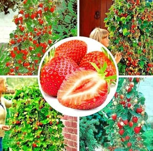 50 graines Fraisier Fraises géantes Fragaria ananassa /50x seed Giant Strawberry - Imagen 1 de 3