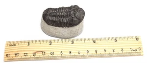 Nearly 400 Million year old Devonian Age TRILOBITE Fossil From Morocco (#Z99) - Picture 1 of 8