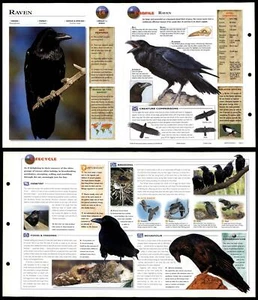 Raven #14 Birds - Wildlife Explorer Fold-Out Card - Picture 1 of 1
