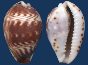 Muschel Cypraea diluculum Muschel - Bild 1 von 2