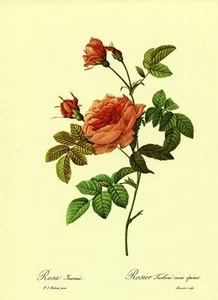 Botanical Print, Redoute Roses, Rosa Inermis. 1978 reproduction print - Picture 1 of 1