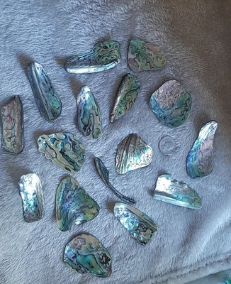 Natural Paua Abalone Shell Pieces 6oz Pack - Unpolished for Crafts Jewelry Makin - Image 1 of 4