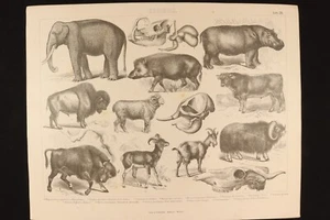 Grabado Zoología Lámina 26 Gras y Cª. Javalí, toro, búfalo y bisonte americano. - Imagen 1 de 5