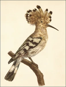 Rama de madera Eduard Demartini 1964 impresión vintage HOOPOE pájaro aves británicas Reino Unido - Imagen 1 de 3